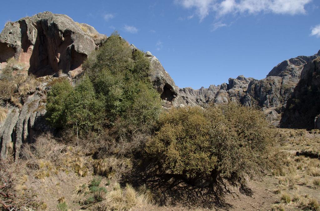 A la izquierda, con su follaje verde encendido por los rayos del sol, un Maytén. A la derecha, lo acompaña un Tabaquillo, más pardo y desvaído. 